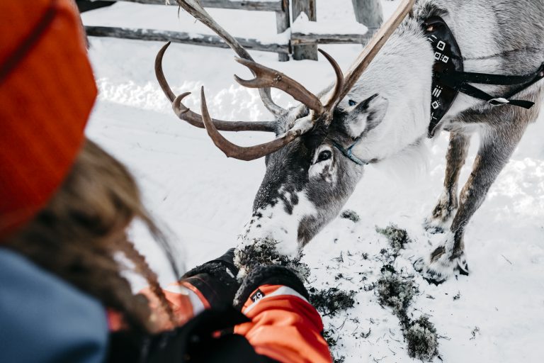 Person feeding a reindeer from the hands