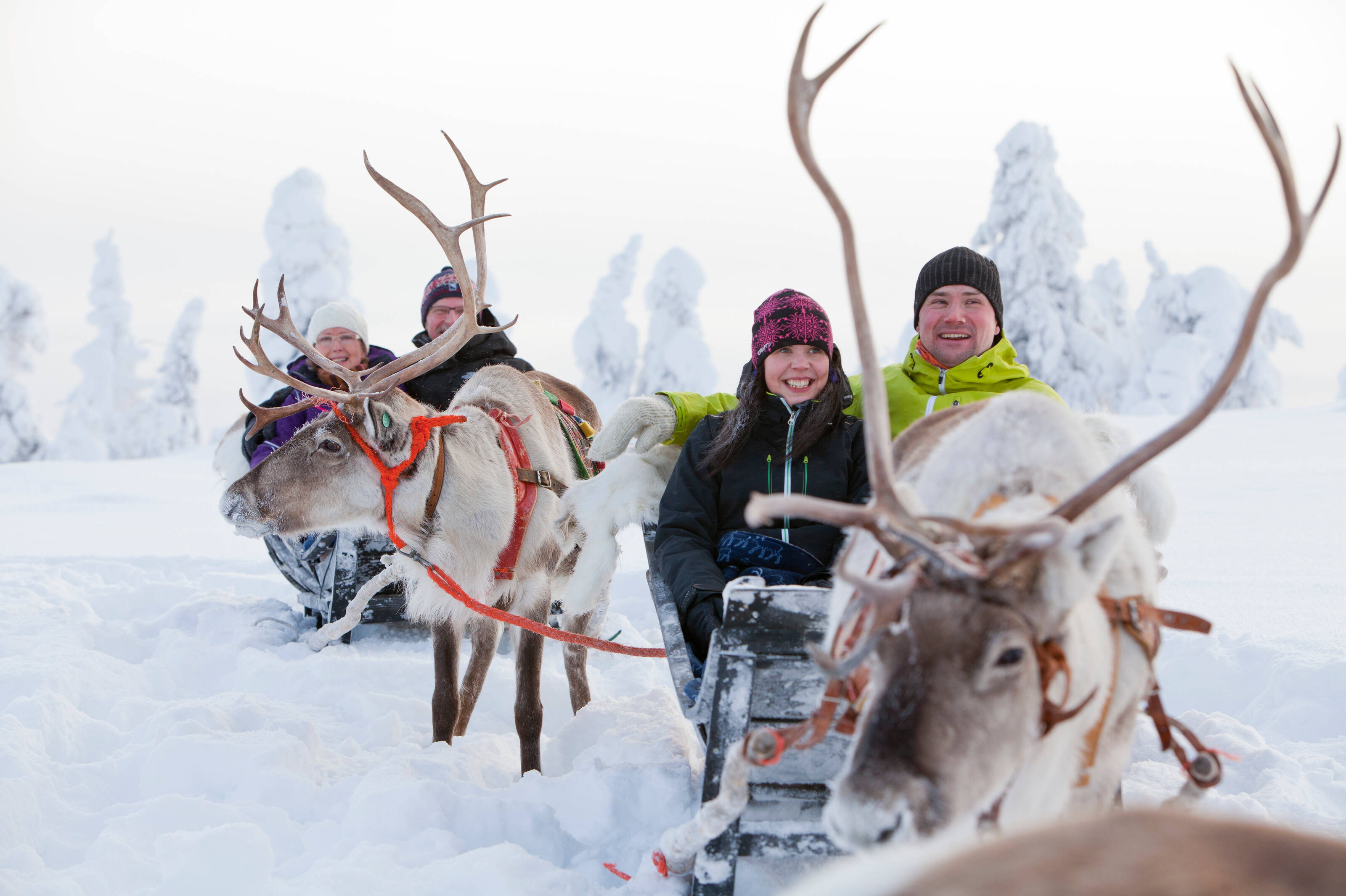 A convoy of reindeer pulls smiling couples in sleds through the snow.