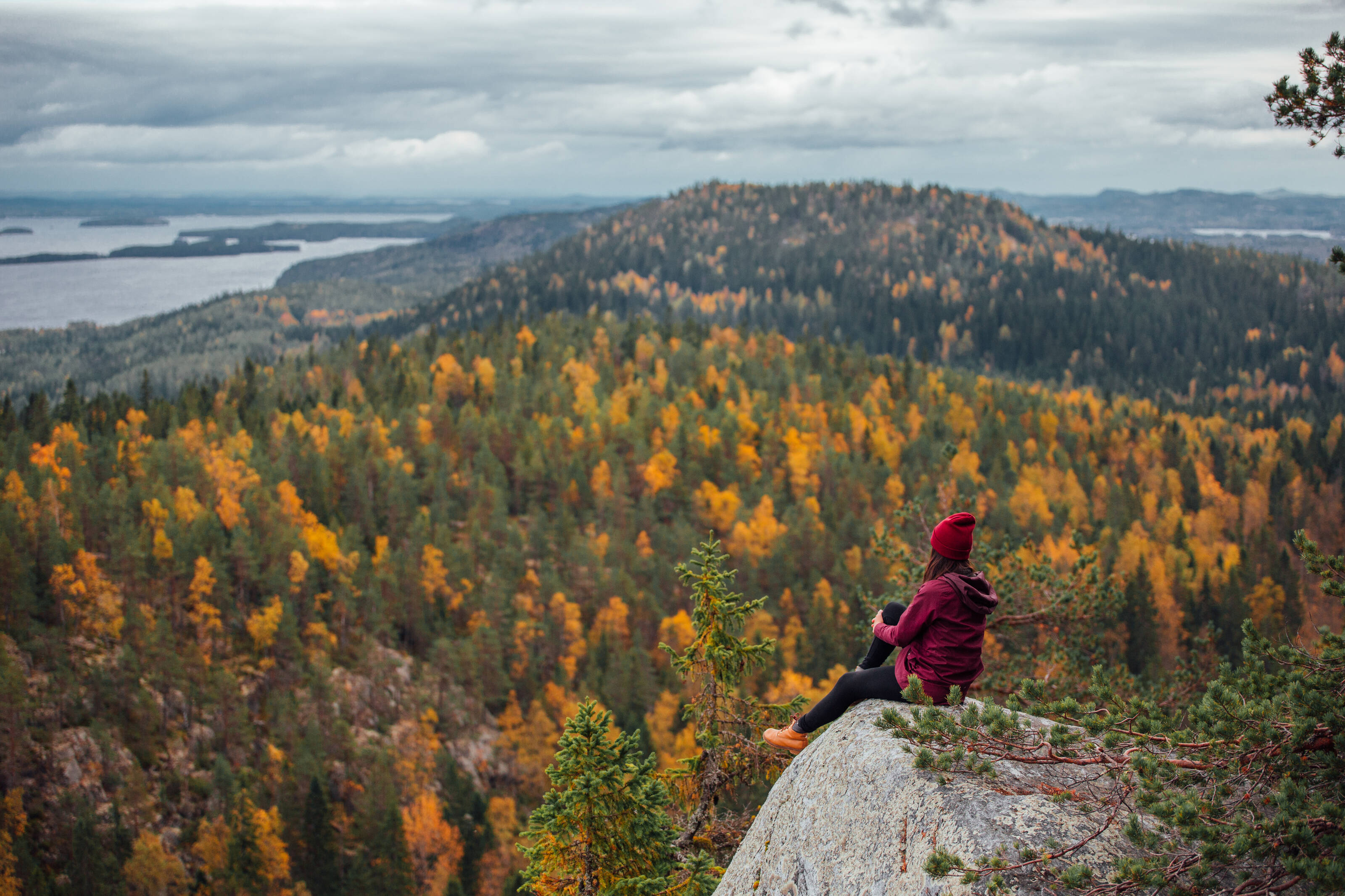 A hiker admiring the autumn foliage over forests in a Finnish national landscape in Koli.