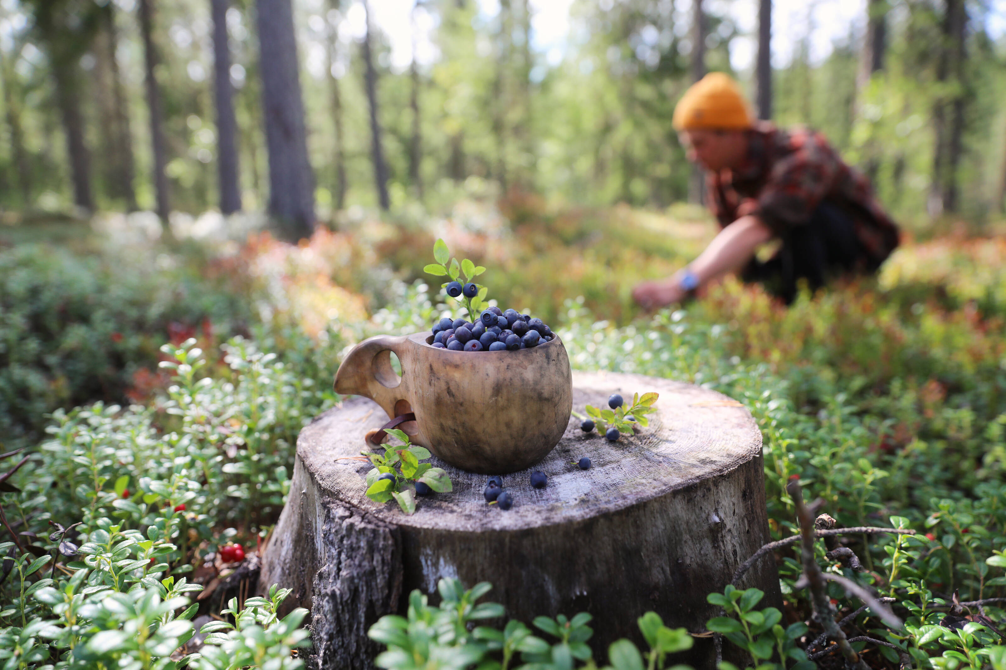A pot of bilberries sits on the stump of a tree while a man picks in the background.