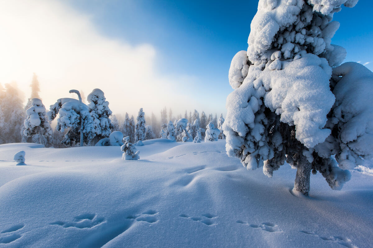 A wintery landscape of Rovaniemi, Finland