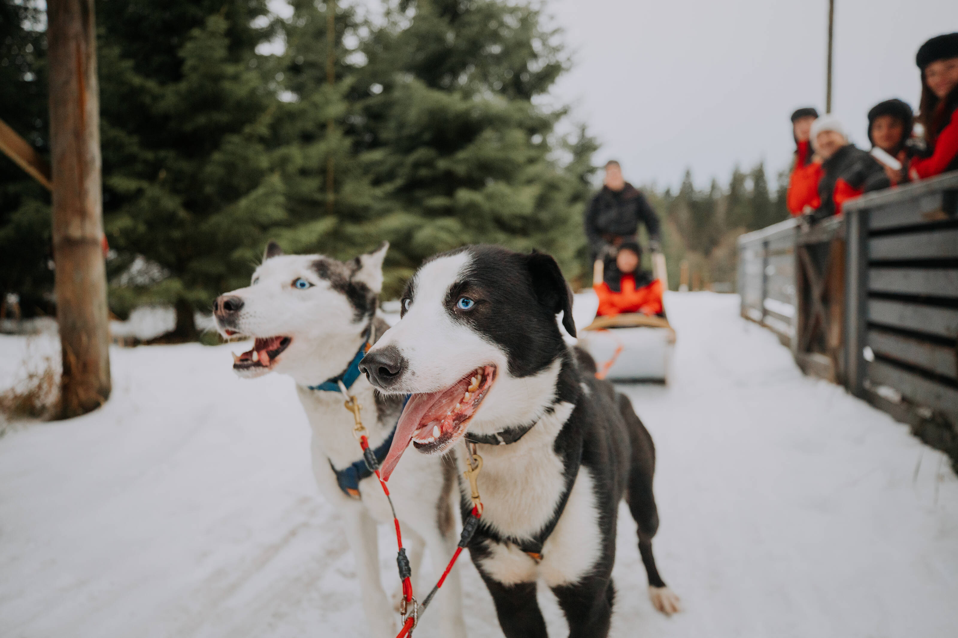 Two blue-eyed huskies stare off to the left as they pull two people in a sled on a snowy trail. A crowd of onlookers watches from behind a fence in the right side of the frame.