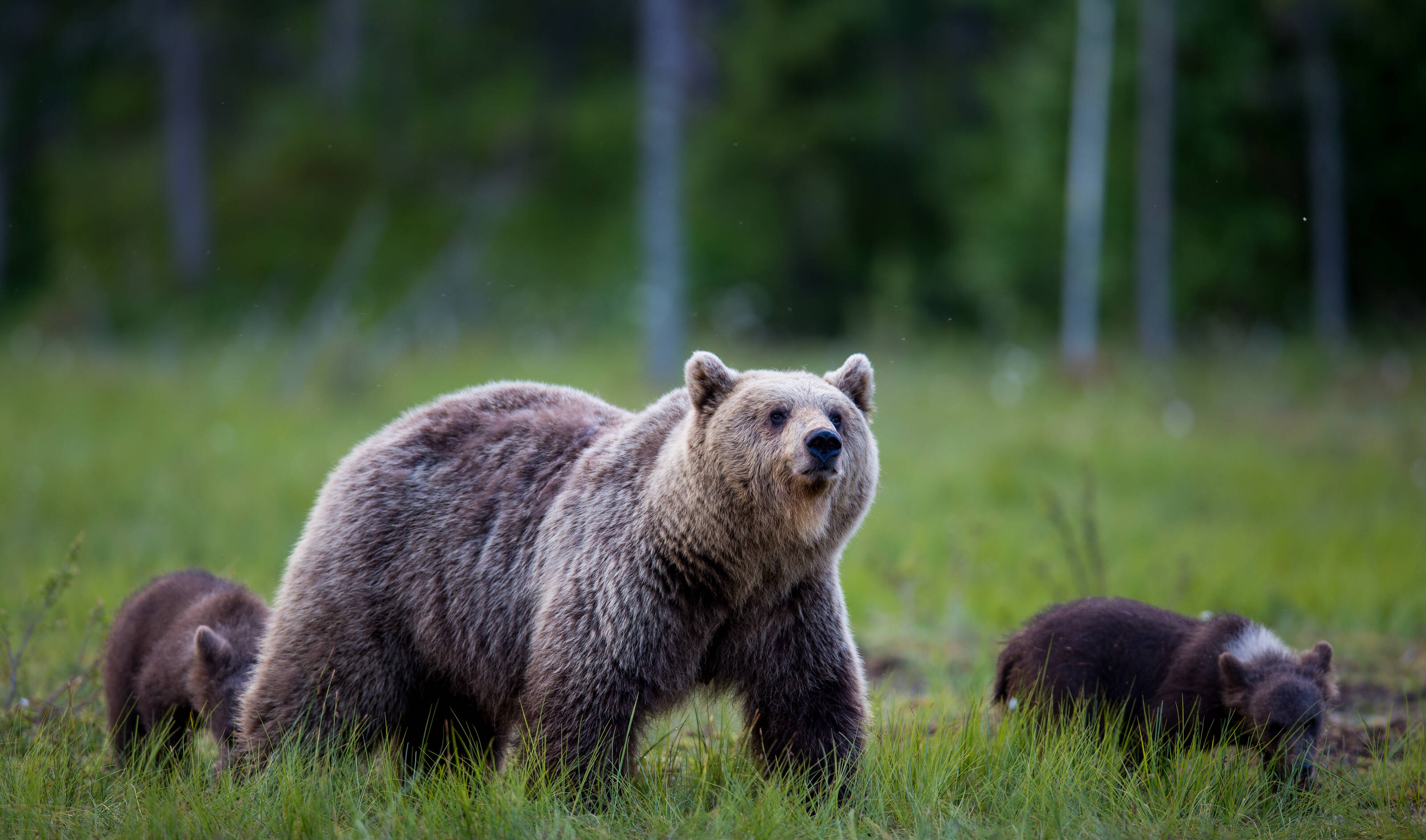 A mother bear and two cubs walk through a field in Finland.