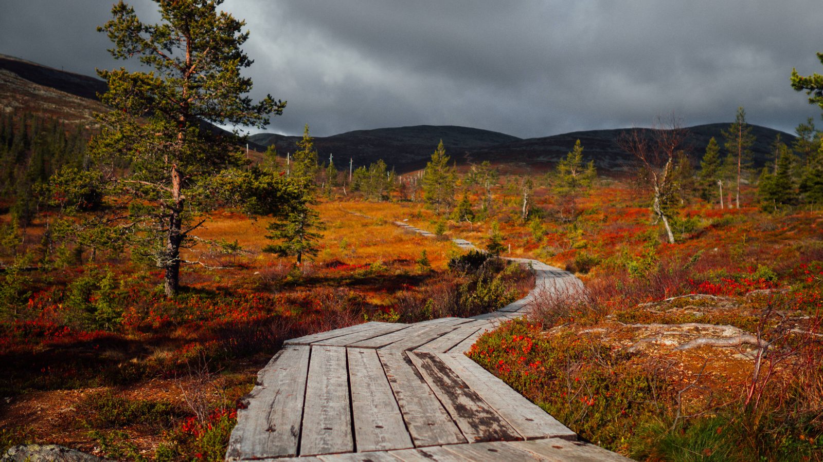 A wooden walkway snakes through the colourful Finnish marshland.