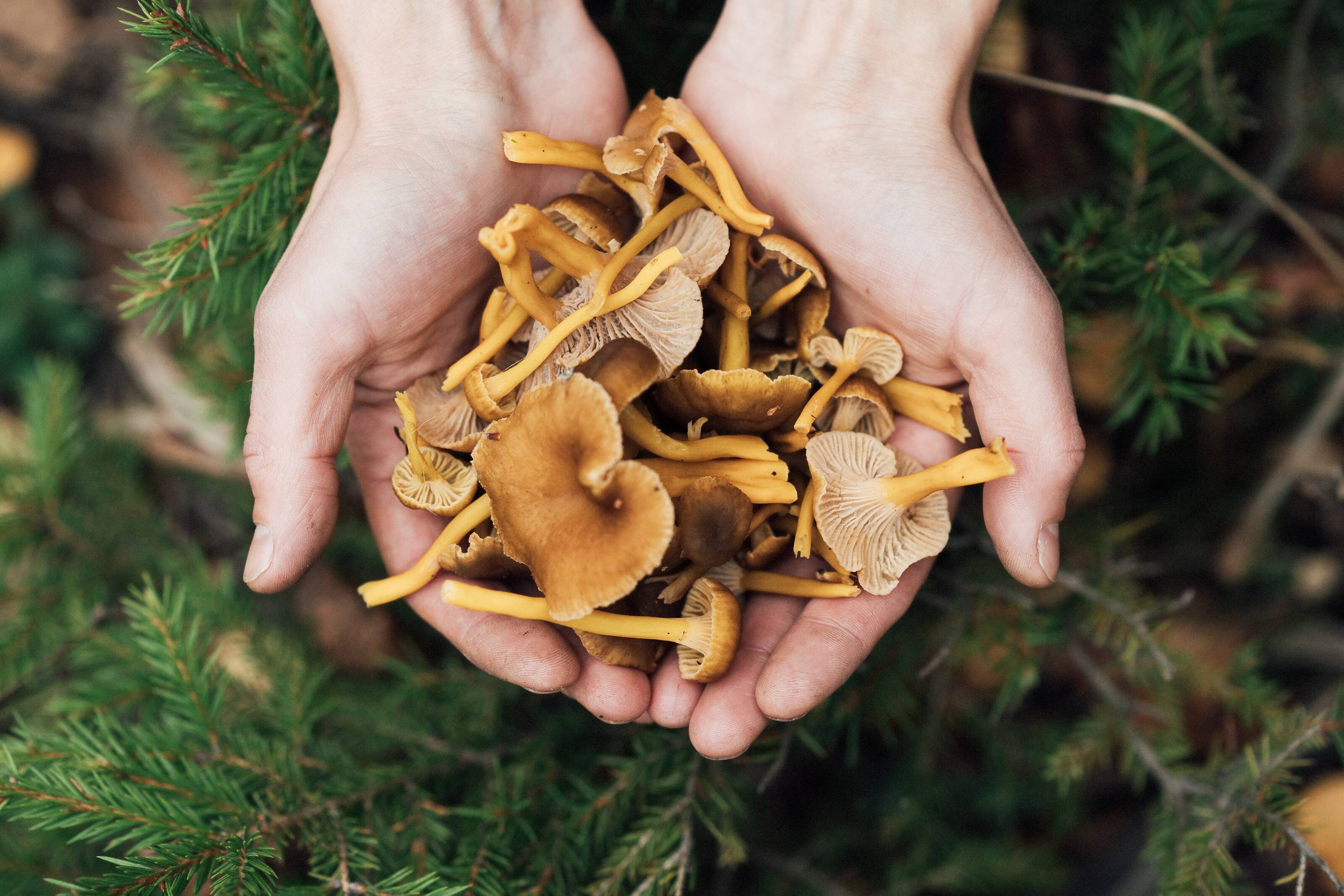 A handful of chanterelle from a Finnish forest