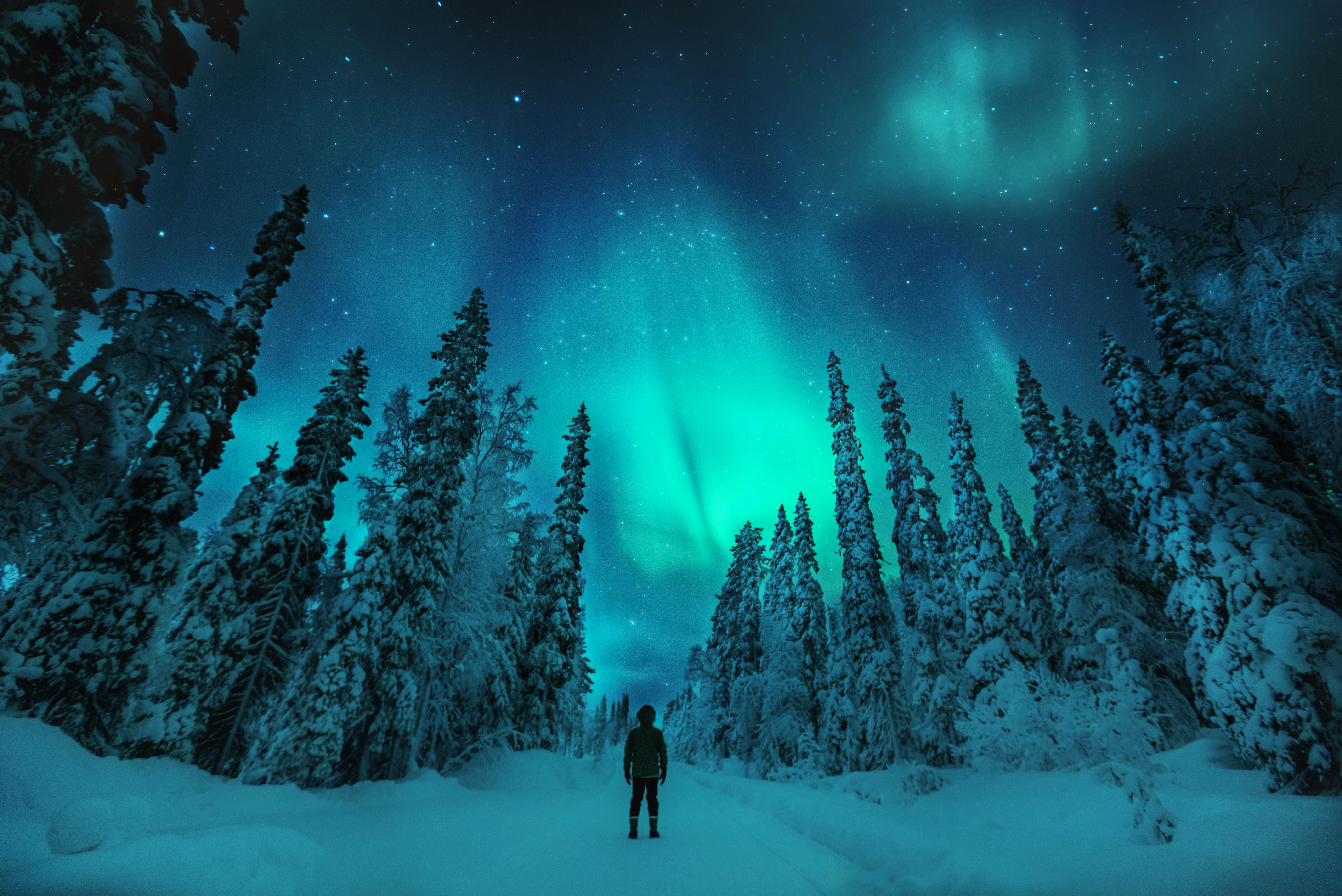 A person stands in the snowy woods looking up at the Northern Lights.